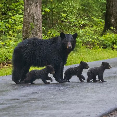 Bear Den Villa Sevierville Eksteriør billede