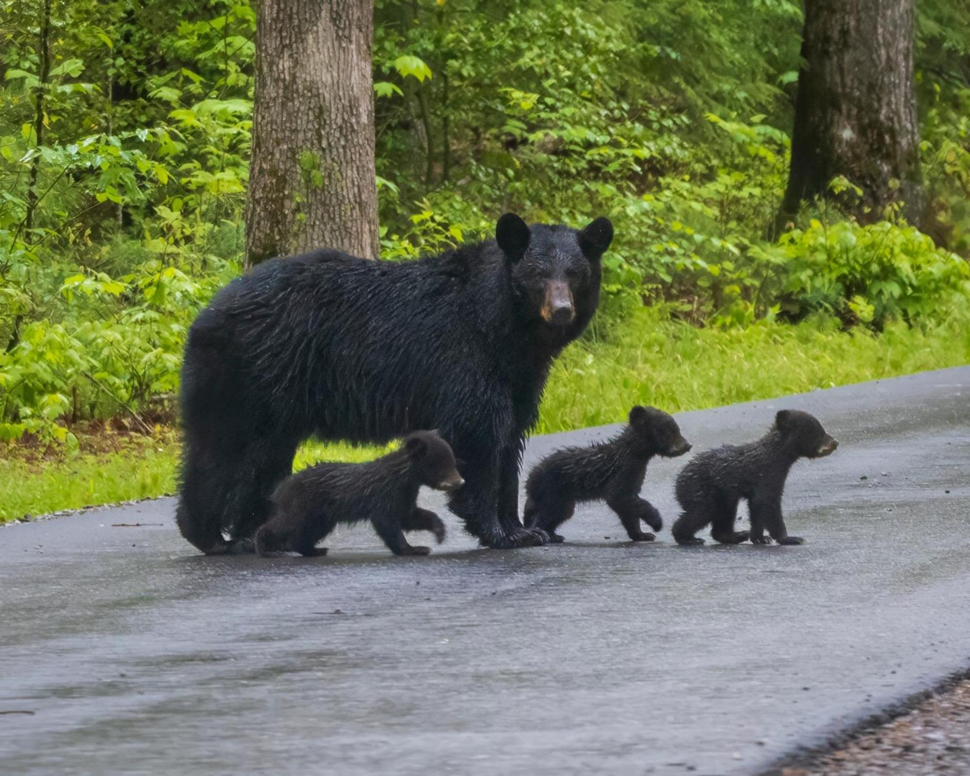 Bear Den Villa Sevierville Eksteriør billede
